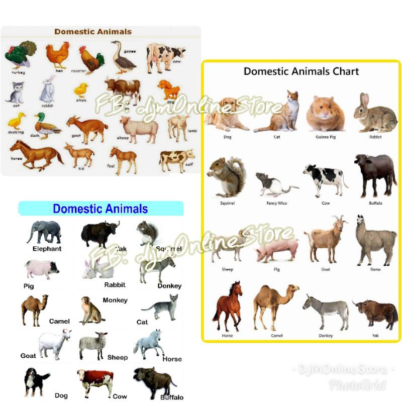 animals educational poster chart Lamniated learning material | Shopee ...