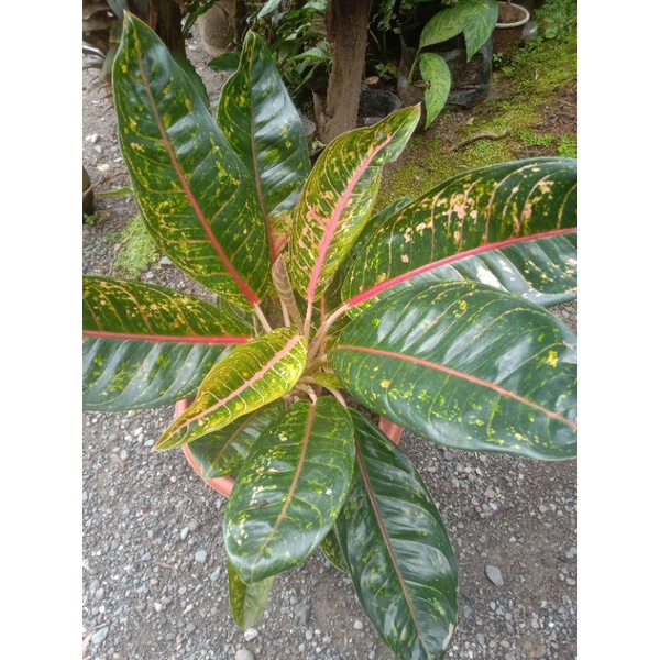 Aglaonema Carmen (Big Size) Shopee Philippines