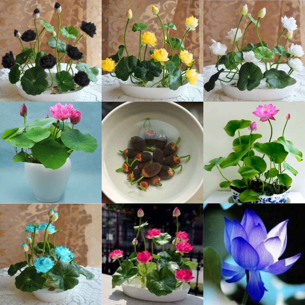 10 seeds/pack Bonsai hydroponic flower seed bowl lotus seeds Shopee