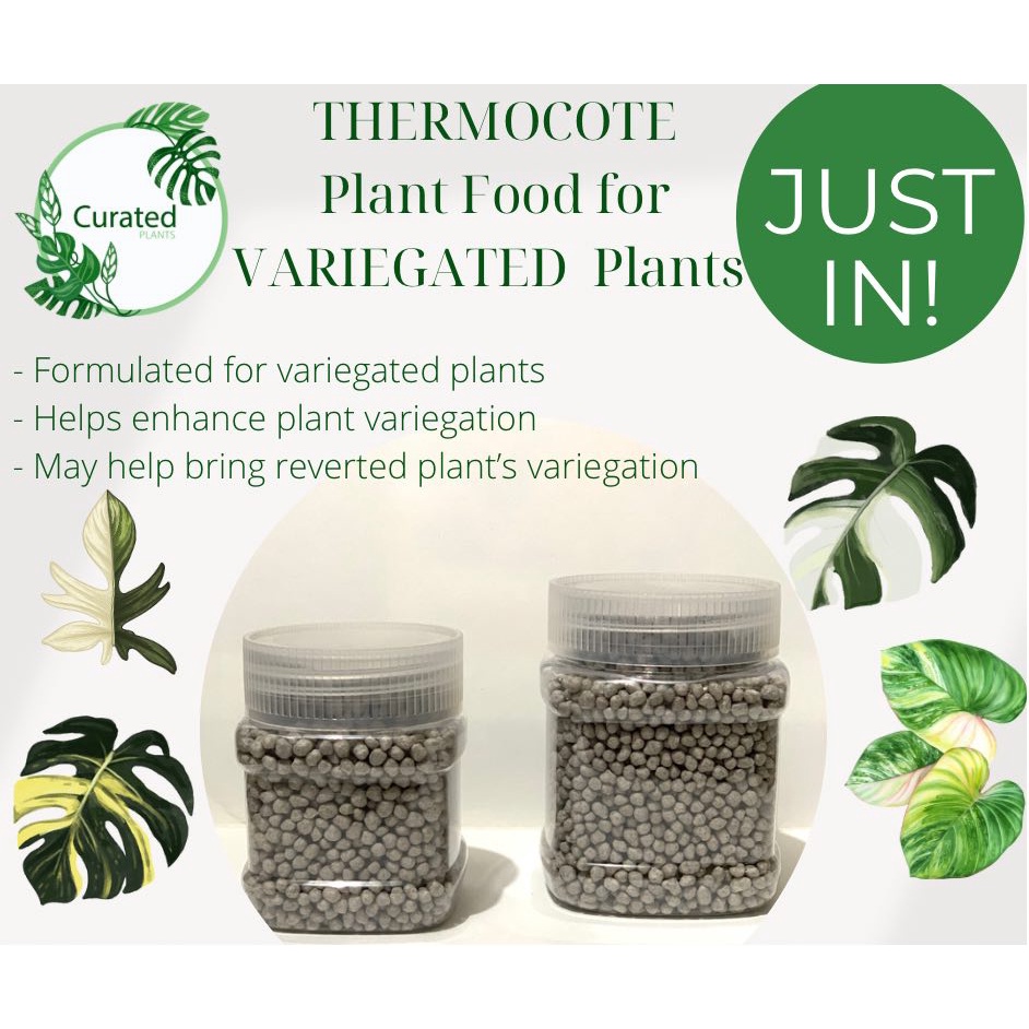 Ready go to ... https://shope.ee/8p7AIfYnb6 [ Thermocote: Plant Food for Variegated Plants! 100Gram Refills in Ziplock Bags by Curated Plants | Shopee Philippines]