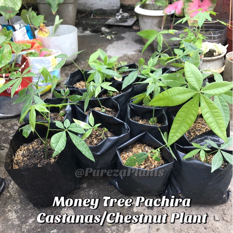 Shop castanas for Sale on Shopee Philippines