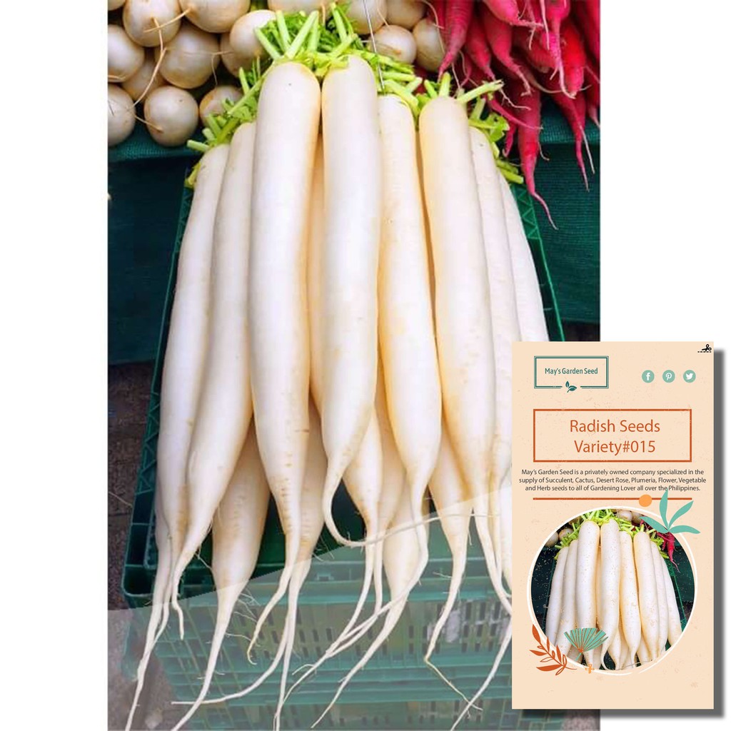 Radish Labanos Seeds, Vegetable Seeds#015 | Shopee Philippines
