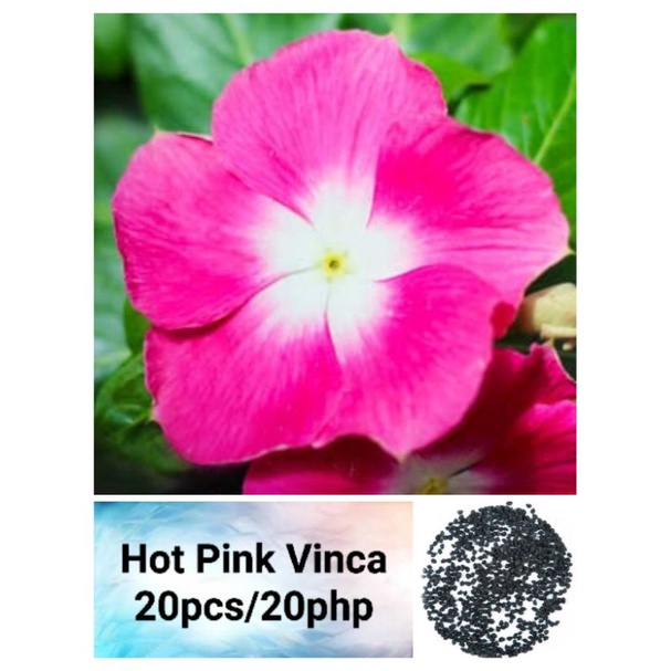 Vinca Hot Pink Seeds (20pcs) | Shopee Philippines