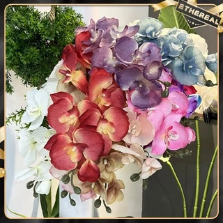 phalaenopsis - Best Prices and Online Promos - Apr 2024
