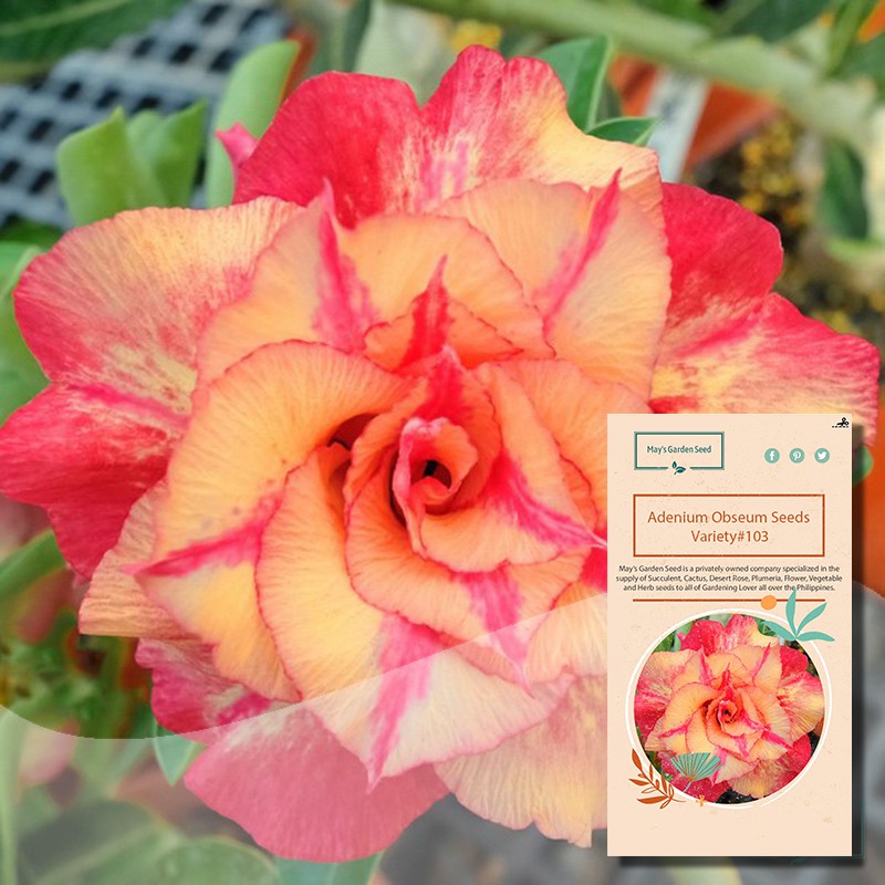 Multi Petals Yellow Pink Edge Desert Rose Seeds – Variety#103 | Shopee ...