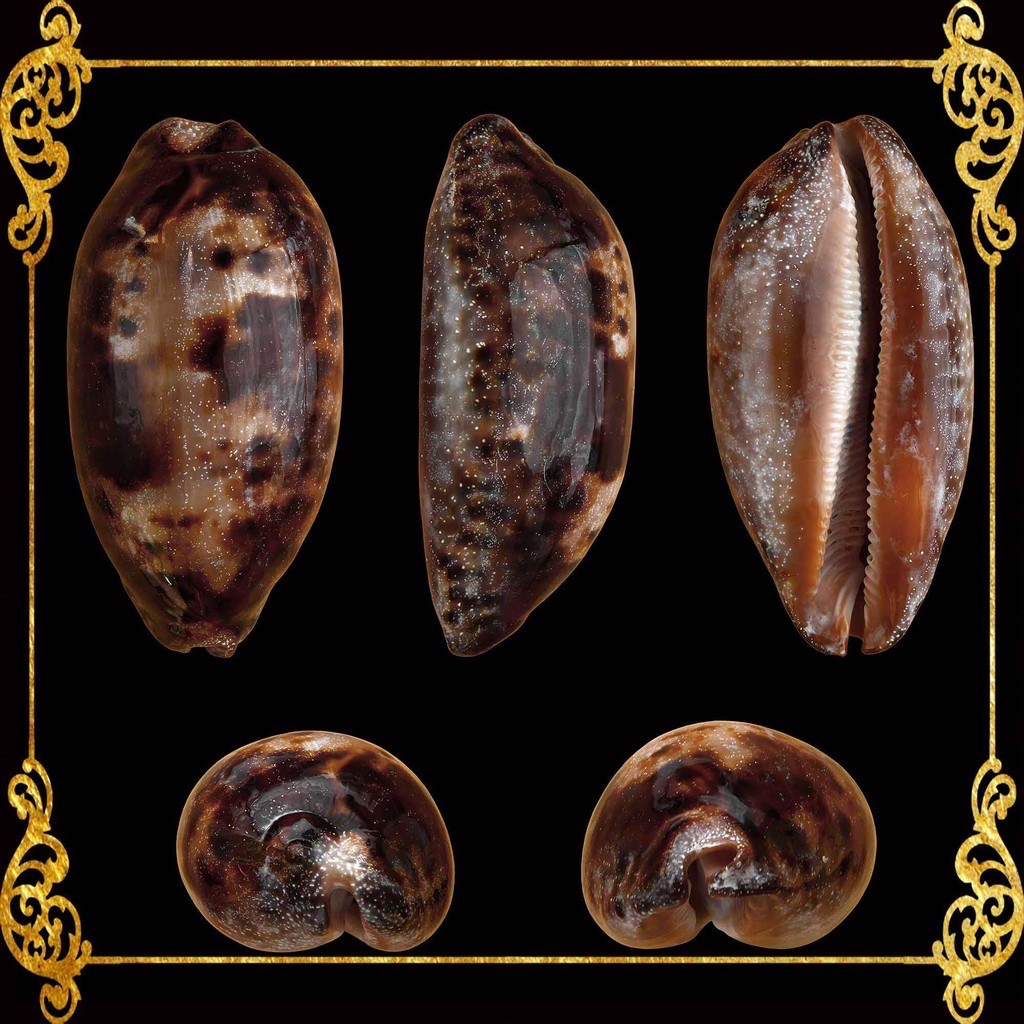 Testudinaria Cypraea | Tortoise Cowry | Polished Seashell for Jewelry ...