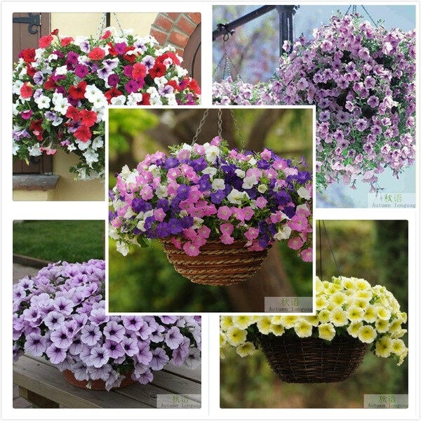 Seed In 100 Pcs Super Petunia Seed Bonsai Flower Seeds Big Morning 