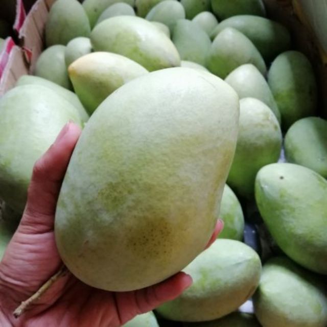 5kg Hilaw na Mangga or Raw Mango Kinalabaw 5kg per order Shopee