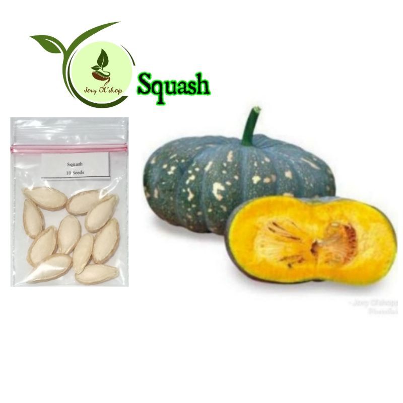 Squash kalabasa 10 seeds | Shopee Philippines