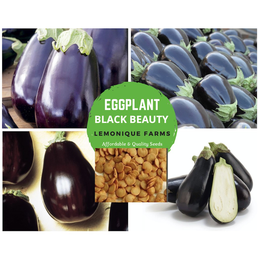 Black Beauty Eggplant Seeds ONLY Imperial Black beauty Eggplant seeds