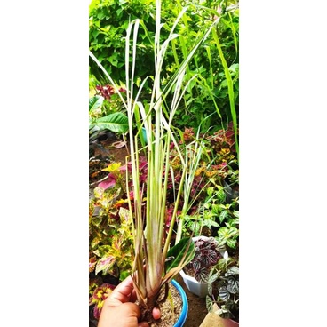 Live Tanglad single stem ship out with out leaves (Lemon Grass ...