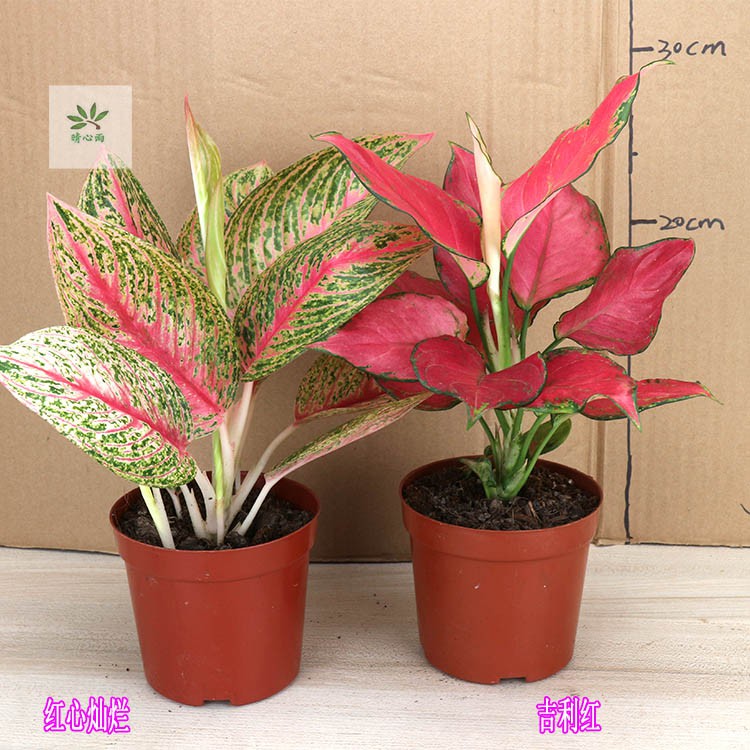 50pcs Ruyi queen flower seed potted plant seed auspicious Ruyi seeds