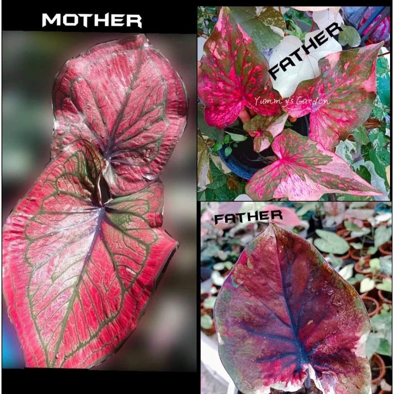 Caladium Seeds for Sale!!! Shopee Philippines