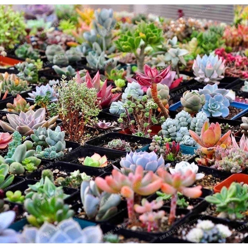 Fresca 100 Pezzi Succulente Lithops Sementi Delle Piante Per La Semina Mista 3 - Foto 9
