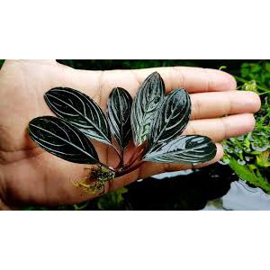 Bucephalandra : buce pink lady, Skeleton king , Black swan , pearl gray  -rare species. | Shopee Philippines