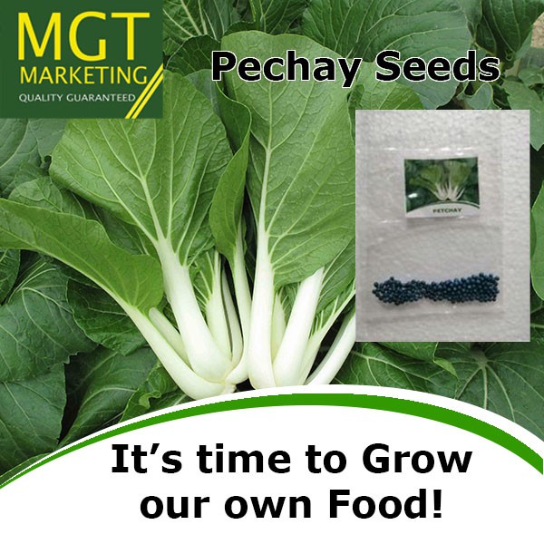Pechay Vegetable Seeds (Black Behi) | Shopee Philippines