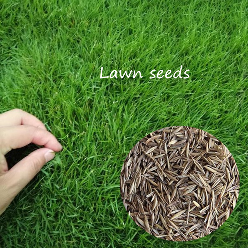 Green Grass Seed 200PCS Golf Course Lawn Seeds Tall Fescue Festuca Arundinacea Lawn Field Turf