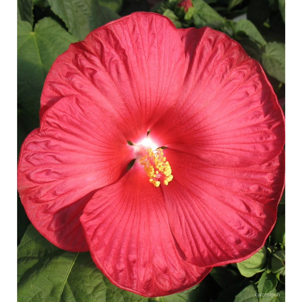 seeds flower plants 15Red Plate Hibiscus Flower Seeds/1012Inch Big