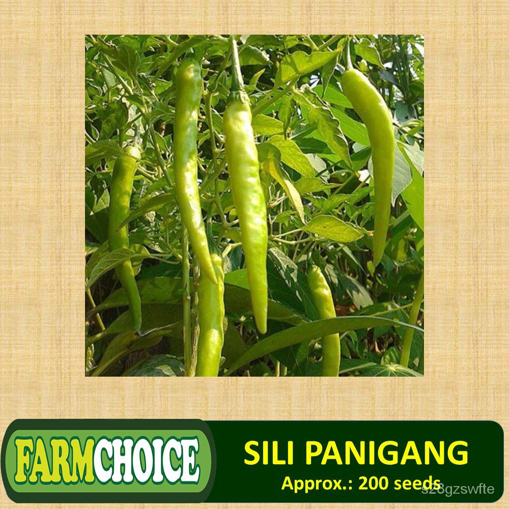 spot seeds( 200 seeds ) SILI PANIGANG / Siling Haba / Hot Pepper Green ...