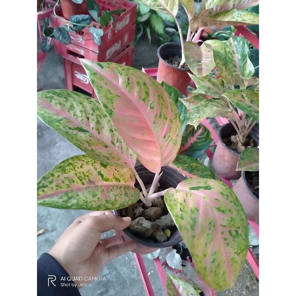 giant money tree Money Tree