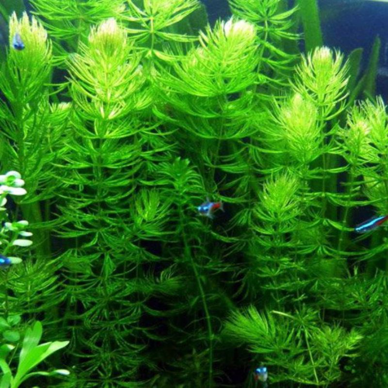 floating aquarium plant hornwort, hydrillia, guppy grass, cabomba ...