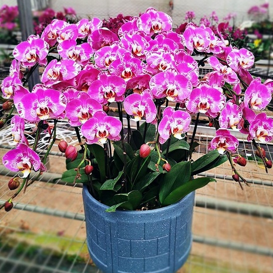 Hong Kong Valley Phalaenopsis Flower Strap Bud Pot Seedling Fragrant