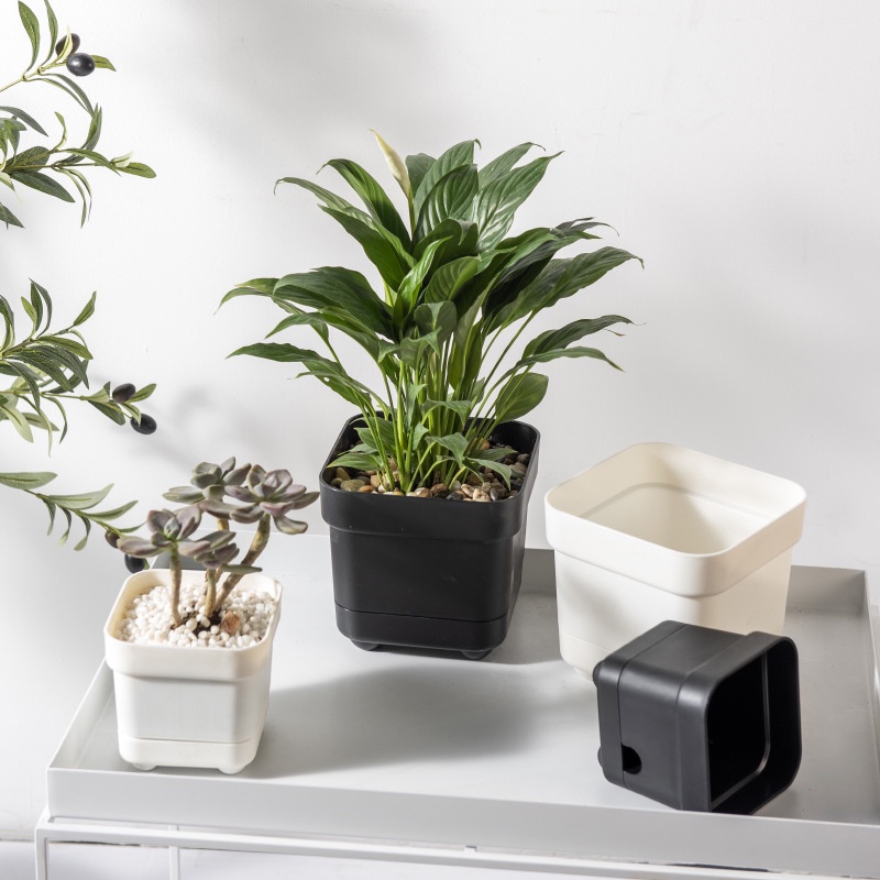 Square Self watering pot for Carnivorous plants, Cactus and Succulents ...