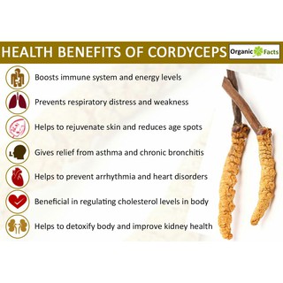 Cordyceps Sinensis Mushroom Extract. 600mg. 120 capsules EXP: Jan. 2026 ...