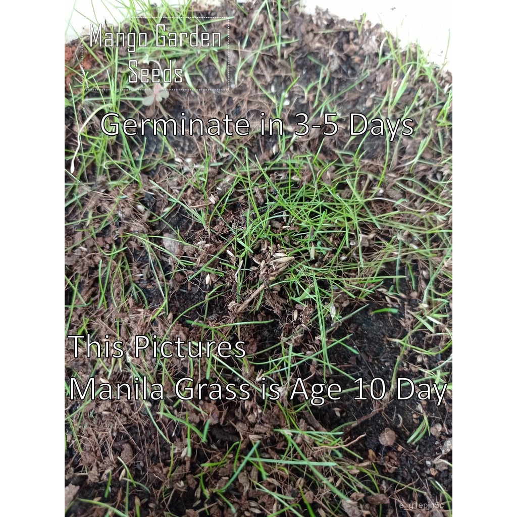 Manila Grass Seeds 6000 Seed Biji Benih Rumput Manila, Carpet Grass