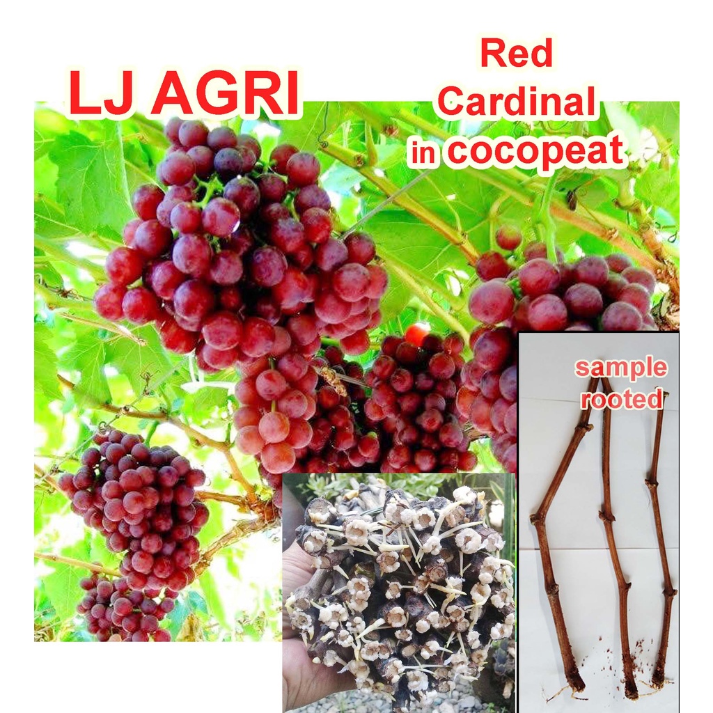 Rooted GRAPES CUTTINGS RED CARDINAL w/ roots Grape cutting Brazillian