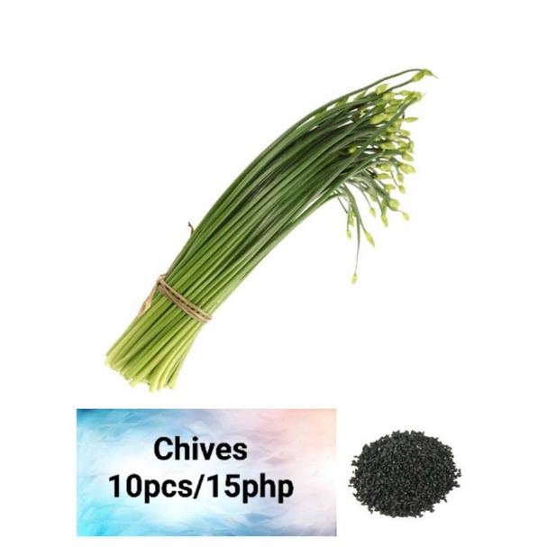 Chives Seeds (10pcs) | Shopee Philippines