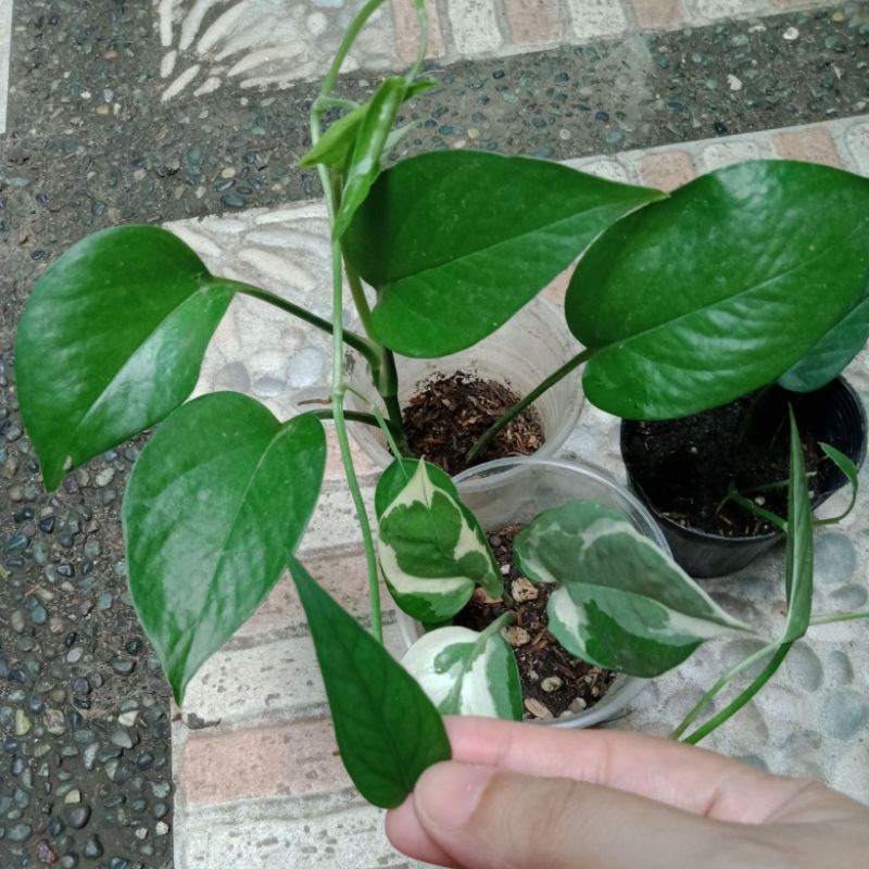 6 bundle pothos variety | Shopee Philippines