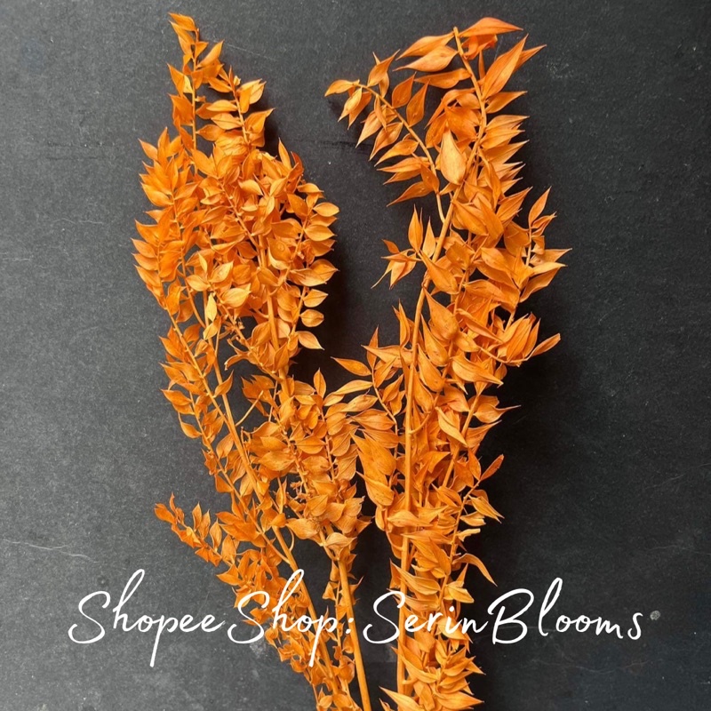 Dried Italian Ruscus (sold per stem) | Shopee Philippines
