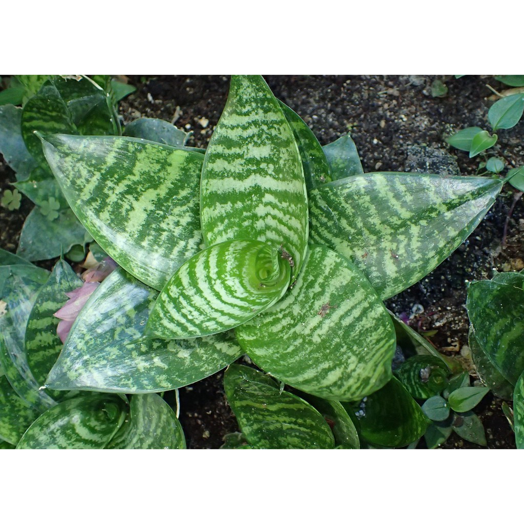 Dwarf Snake Plant Live Uprooted Green Striated Bird's Nest