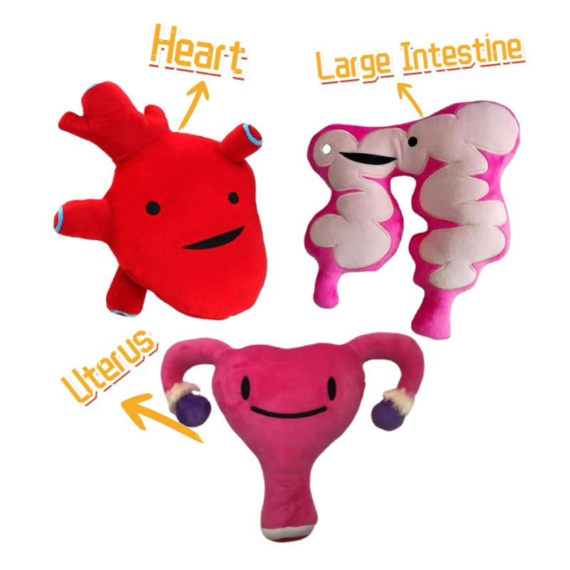 Detachable Organ Plush Toy Human body Anatomy Large Intestine Heart Uterus Stuffed Plushies