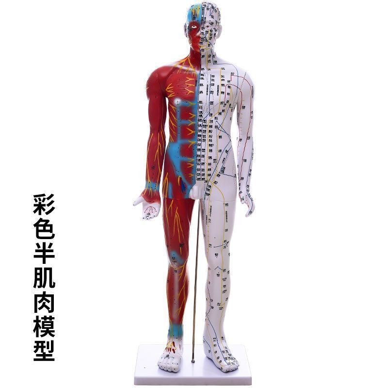 Yixi Traditional Chinese Medicine Acupuncture Points Human Body Model ...