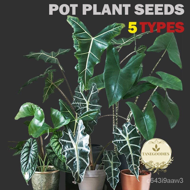 flower seeds 100pcs 5Types Rainforest Plants Bonsai Seeds Pot Plant ...