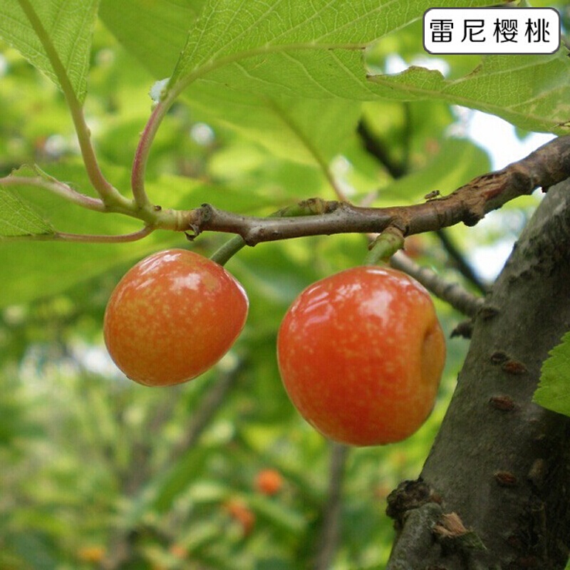 Cherry Sapling Cherry Tree Bear Fruit In Current Year Planting Large