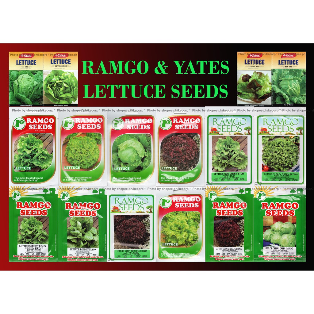 Ramgo & Yates Lettuce Seeds - Sold per Pack per Variety KECORP_S1 ...