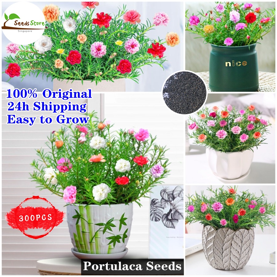 300pcs Portulaca Seeds for Planting Garden Decoration Items Flower ...