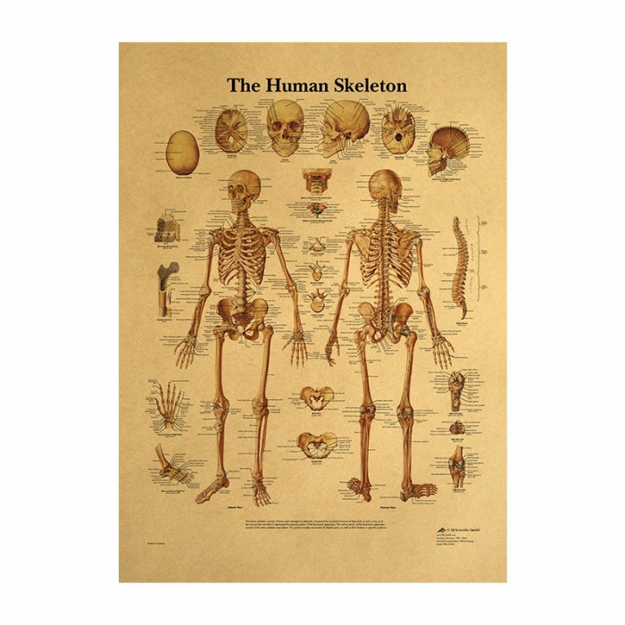 Biology Education Wall Poster (Human Skeleton) | Shopee Philippines