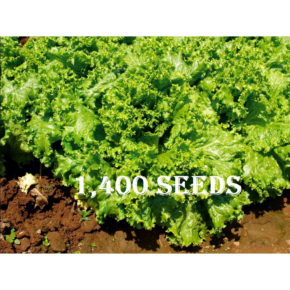 lettuce / litsugas seeds 25pesos per pack condor vegetable seeds