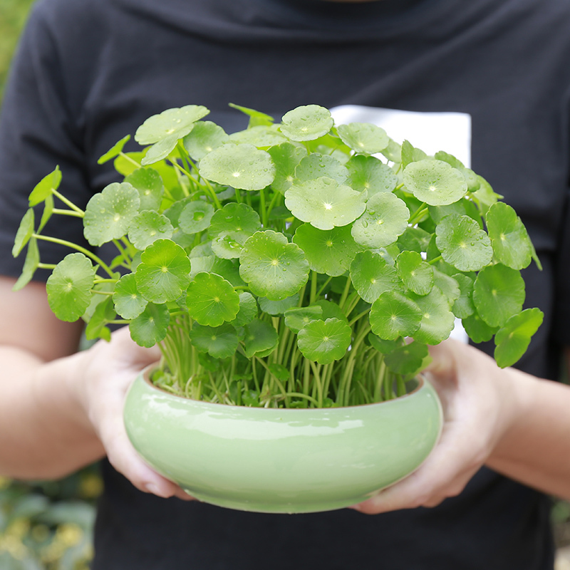20pcs Copper Grass Pilea Seeds Bonsai Seed Plant Potted Hydroponic Set