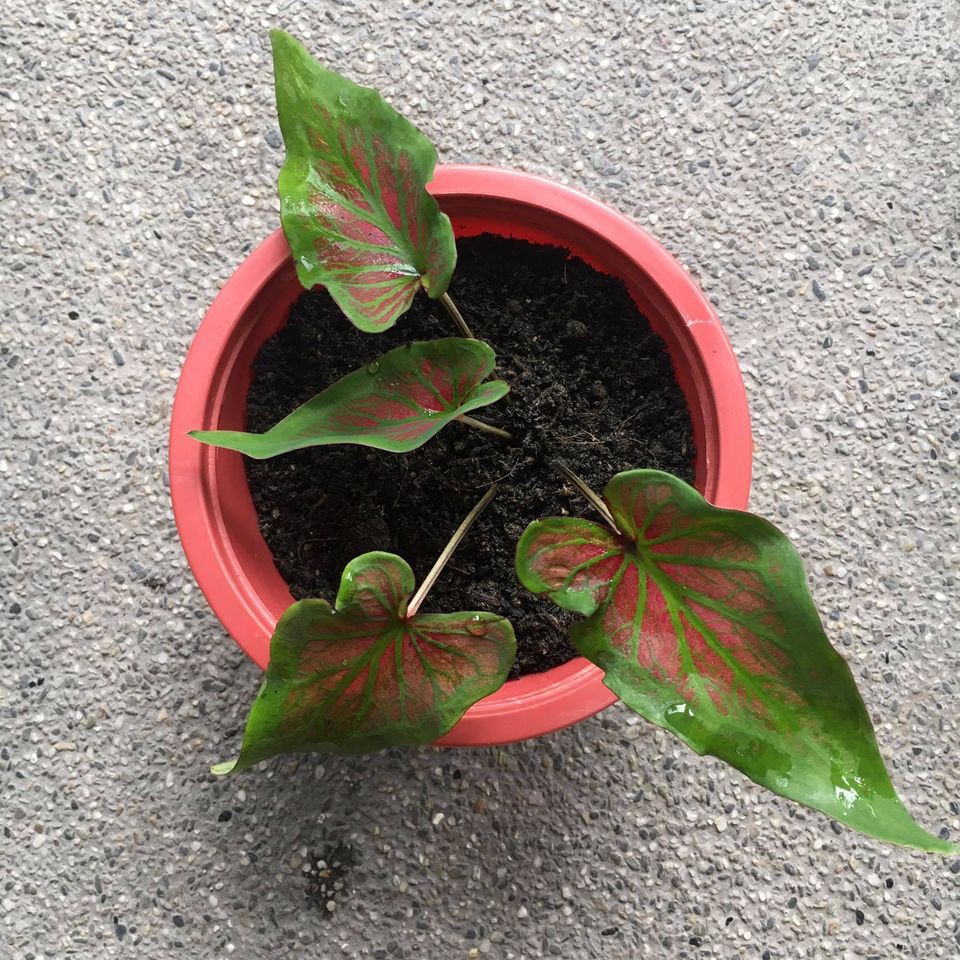 caladium tambuna (w/ bulb) Shopee Philippines