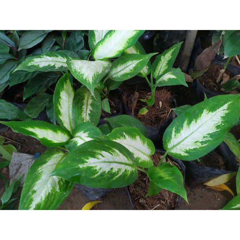 Miccah Farm Aglaonema Snow white aglaonema collection indoor plants