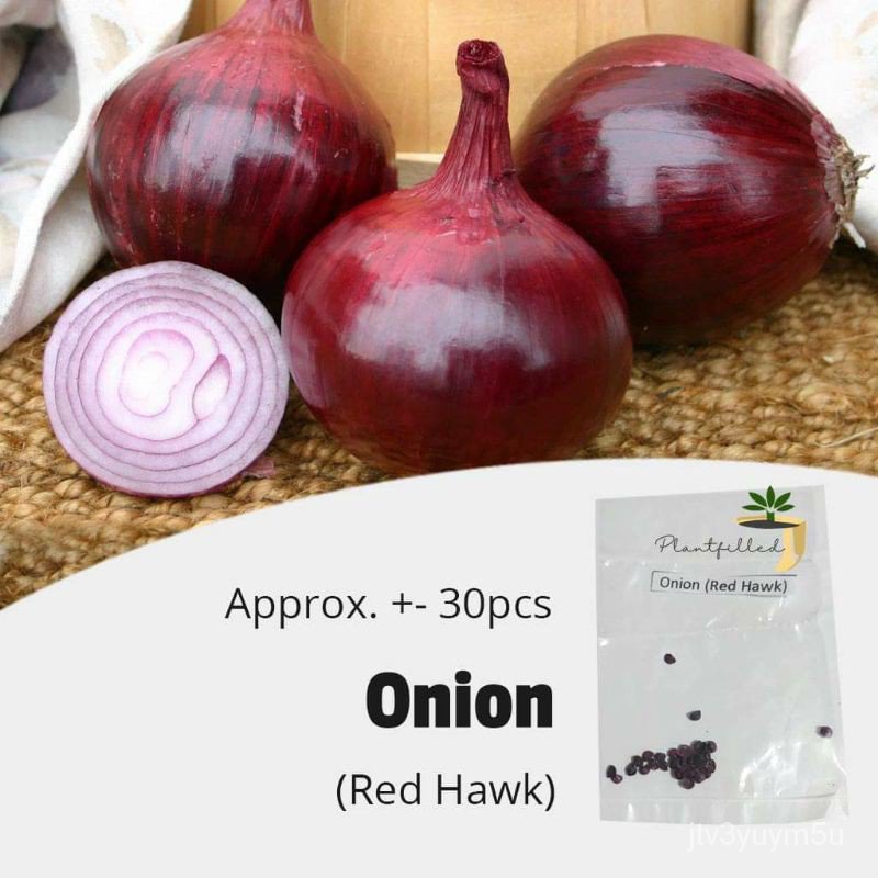 spot seeds [Plantfilled] Red Onion Red Hawk Seeds | Vegetables - 30 ...