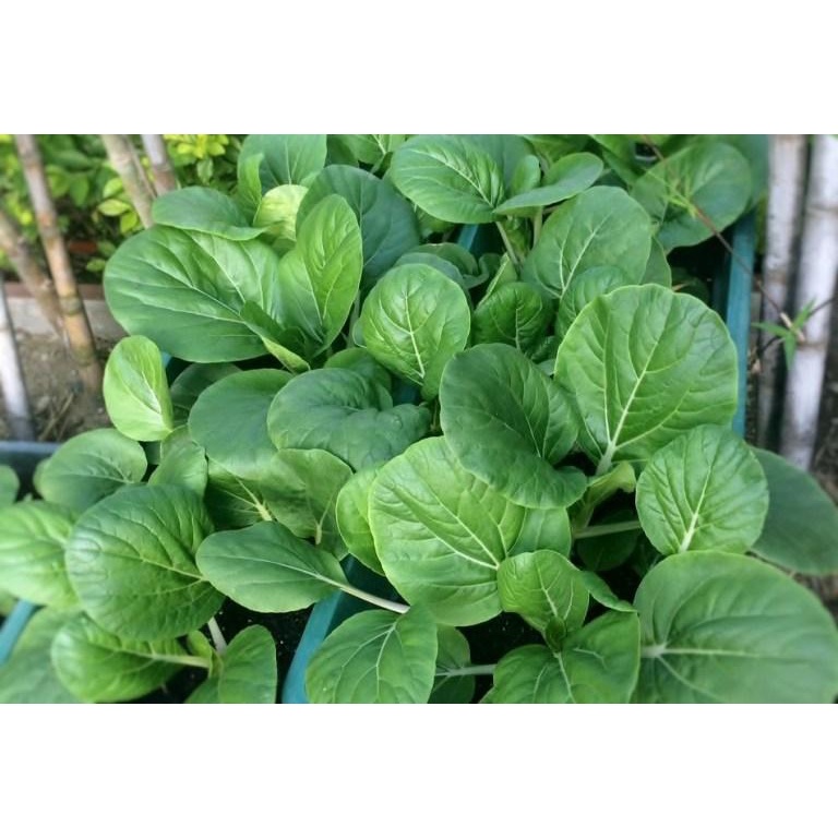 SULIT PACK! PECHAY PAVITO SEEDS (Hybrid) - (650 SEEDS) | Shopee Philippines