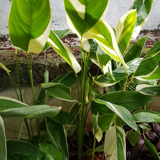 Calathea Arrowroot Variegated (BULB ONLY) | Shopee Philippines