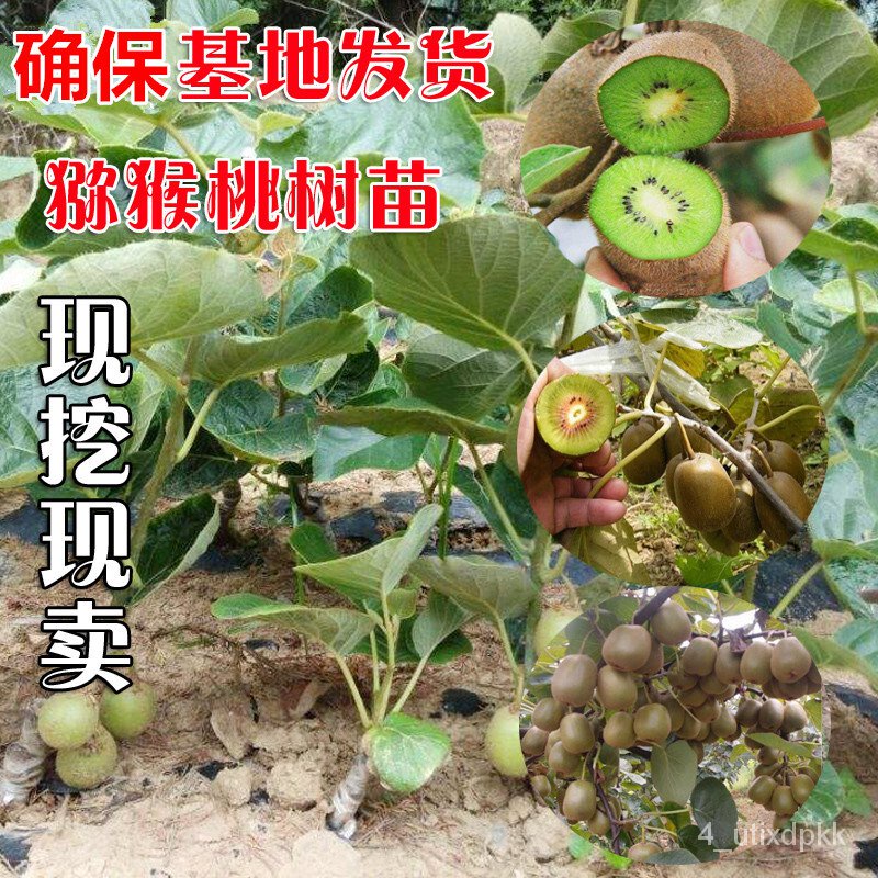 Kiwi Fruit Trees Actinidia Chinensis Grafted Seedlings Kiwi Fruit North