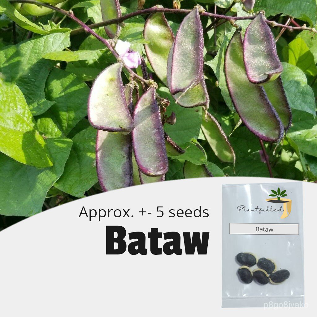 cash on delivery [Plantfilled] Bataw / Hyacinth Bean / Lablab seeds for